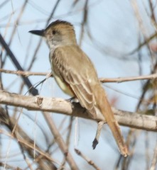 Myiarchus tyrannulus