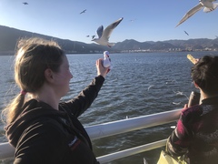 Chroicocephalus ridibundus