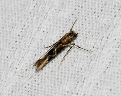 Conopomorpha sinensis