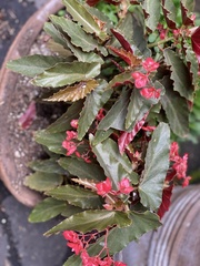 Begonia coccinea