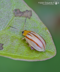 Walterianella sublineata