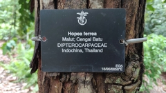 Hopea ferrea