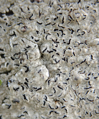 Thalloloma subvelata