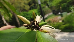 Magnolia × alba