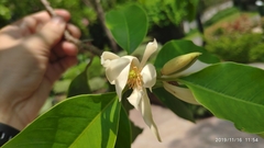 Magnolia × alba