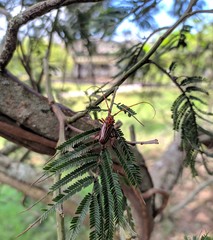 Chydarteres striatus