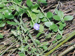 Scutellaria potosina