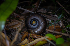 Powelliphanta traversi