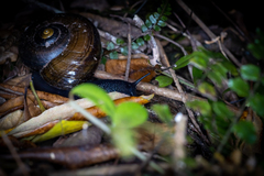 Powelliphanta traversi