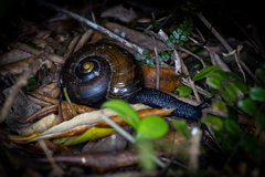Powelliphanta traversi