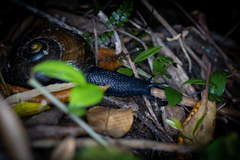Powelliphanta traversi