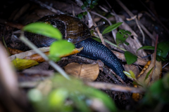 Powelliphanta traversi