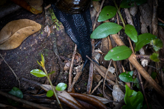 Powelliphanta traversi
