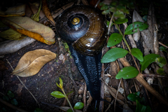 Powelliphanta traversi