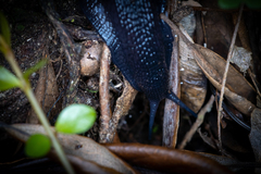 Powelliphanta traversi