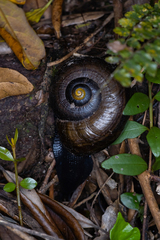 Powelliphanta traversi