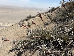 Tillandsia latifolia, photograph (c) Paúl Gonzáles, some rights reserved (CC BY)