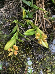 Polystachya transvaalensis