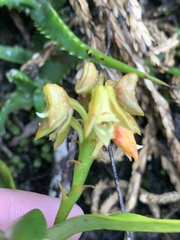 Polystachya transvaalensis