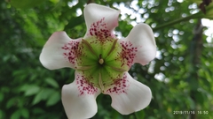 Rothmannia longiflora