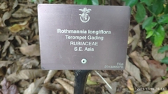 Rothmannia longiflora