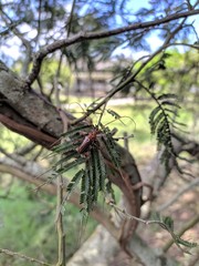 Chydarteres striatus