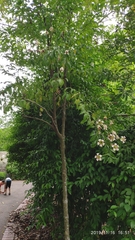 Rothmannia longiflora