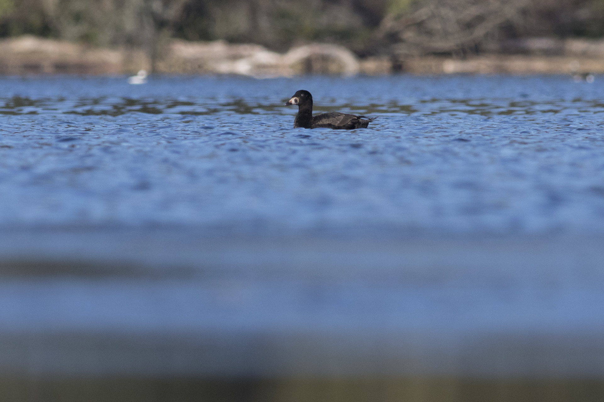 Surf Scoter