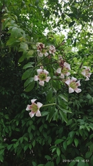 Rothmannia longiflora
