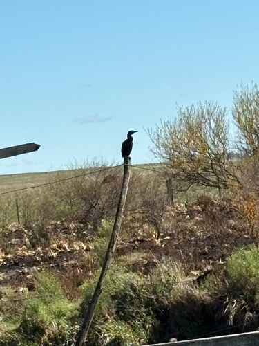 Neotropic Cormorant