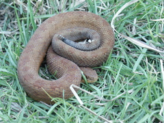 Crotalus campbelli