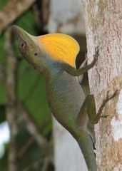 Amazon Green Anole photo 5