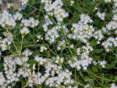 Fleischmannia sonorae