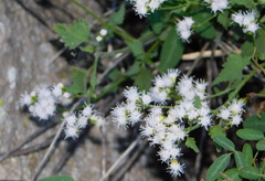 Fleischmannia sonorae