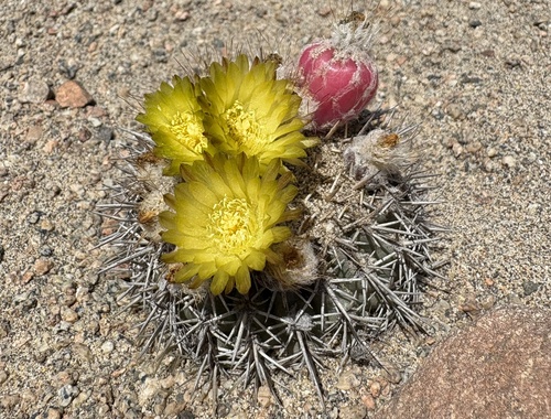 Eriosyce islayensis