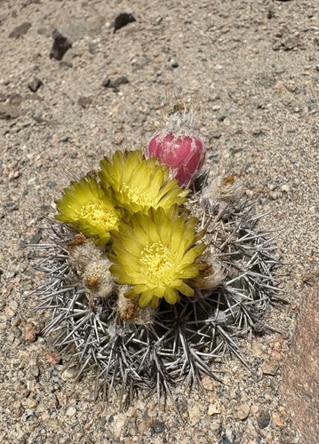 Eriosyce islayensis