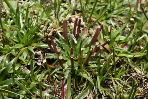 Plantago tubulosa, photograph 5