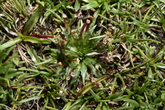 Plantago tubulosa, photograph (c) Jhon A. Yuca-Palomino, some rights reserved (CC BY)