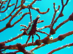 Xenocarcinus depressus
