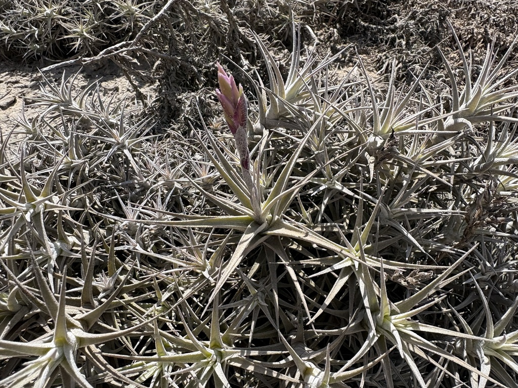 Tillandsia marconae; photograph (c) Paúl Gonzáles, some rights reserved (CC BY)
