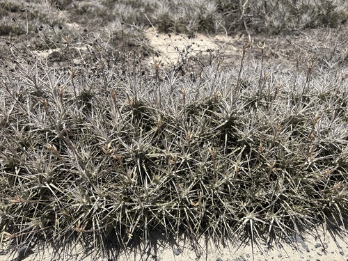 Tillandsia marconae, photograph 1