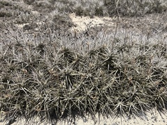 (c) Paúl Gonzáles, some rights reserved (CC BY) Tillandsia marconae, photograph (c) Paúl Gonzáles, some rights reserved (CC BY)
