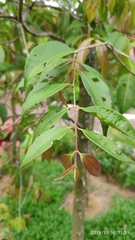 Syzygium syzygioides