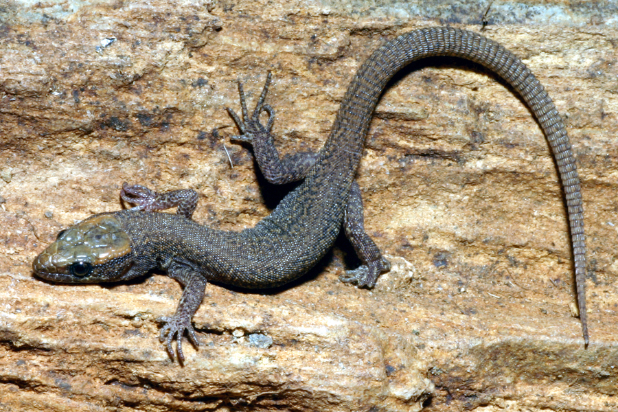 Sierra Night Lizard
