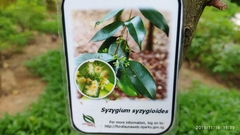 Syzygium syzygioides