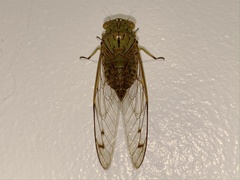 Orientopsaltria fuliginosa