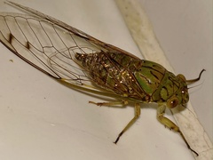 Orientopsaltria fuliginosa