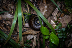 Powelliphanta traversi