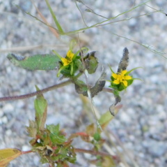 Melampodium longicorne