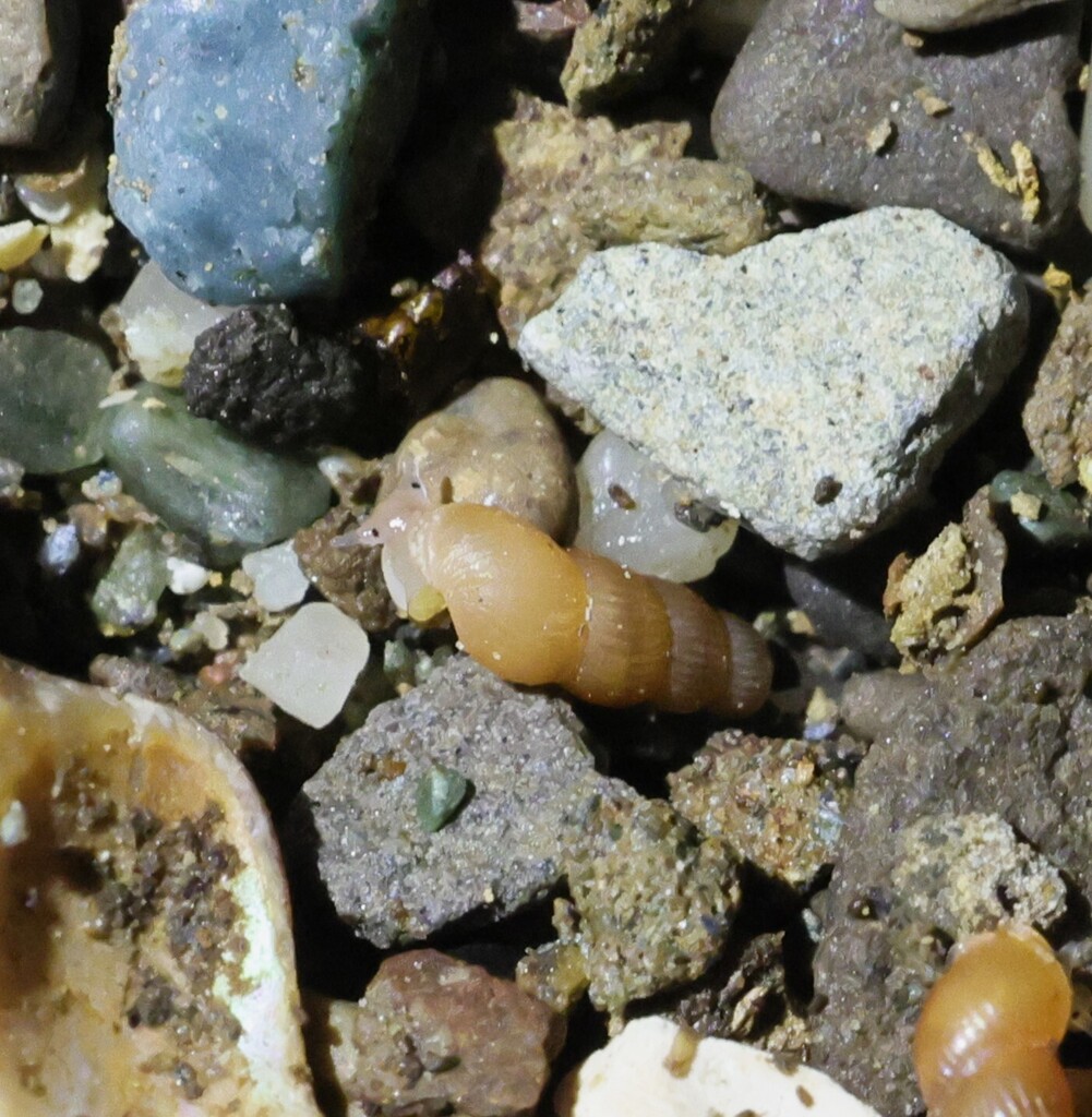 California truncatella